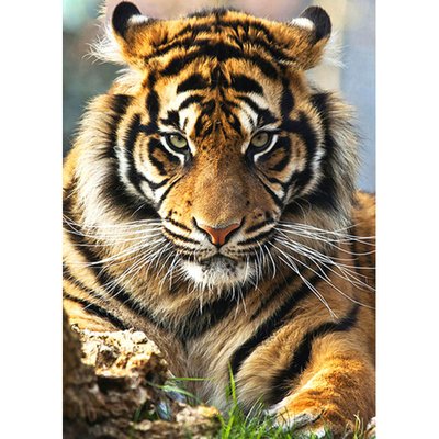 Алмазна мозаїка Суматранський тигр без підрамника розміром 30х40 см Strateg (GD75271) GD75271 фото