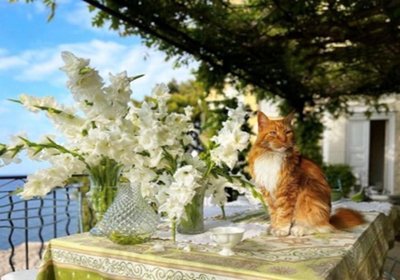 Алмазна мозаїка Рудий красень-кіт та квіти 30*40 см з рамкою (Y0078) Y0078 фото