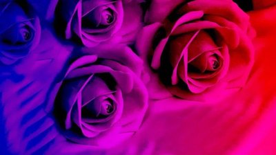 Алмазна мозаїка Пурпурові троянди 30 * 40см без рамки в коробці 39 * 8 * 5 см H8816 фото