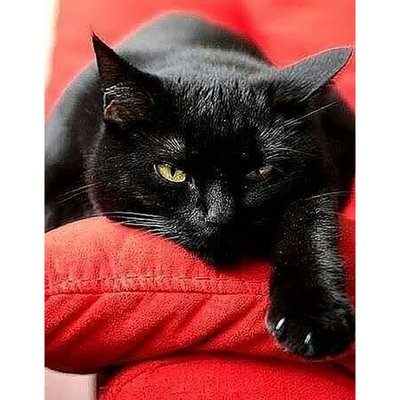 Алмазна мозаїка Чорний котик без підрамника розміром 40х50 см Strateg (JSFH85889) JSFH85889 фото