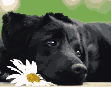 Картина по номерам Черный щенок в термопакете 40*50см код: VA-0518 VA-0518 фото