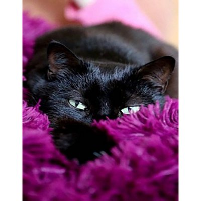Алмазна мозаїка Чорний котик в покривалі без підрамника розміром 40х50 см Strateg (JSFH85875) JSFH85875 фото