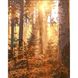 Картина за номерами Вечір у сосновому лісі з лаком 30х40 см Strateg (SS6790) SS6790 фото 1