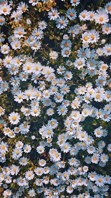 Алмазна мозаїка Ромашкове поле на підрамнику 30*40 см (Y0039) Y0039 фото