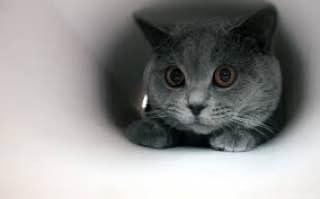 Алмазна мозаїка Милий серенький котик на підрамнику 30*40 см (Y0033) Y0033 фото