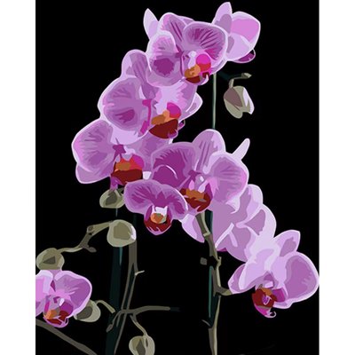 Картина за номерами Вишукана орхідея на чорному фоні 40х50 см Strateg (AH1044) AH1044 фото